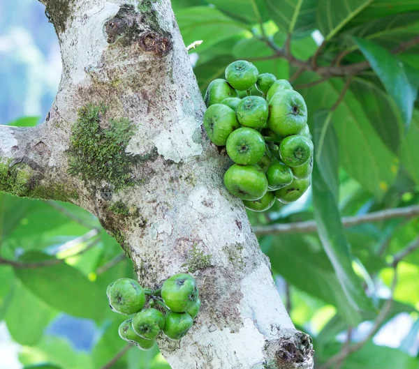 Australian Native Small Leaf Fig Tree Ficus oblique — Stock Photo