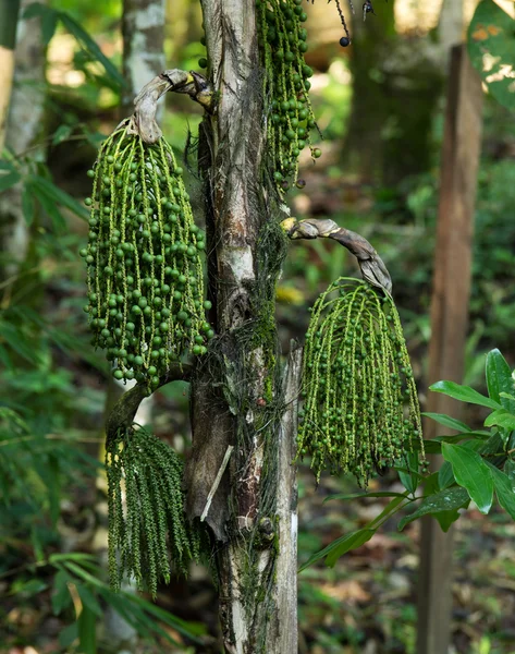 Fishtail Palm, szemölcs Fishtail Palm erdőben, Thaiföld — Stock Fotó