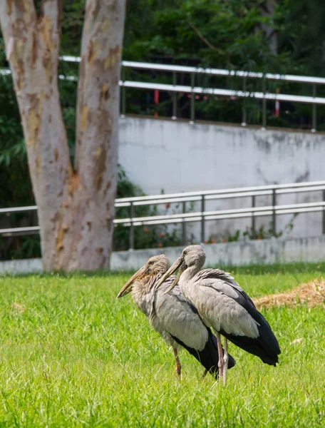 Dva Openbill čáp (Anastomus oscitans) stojí na zahradě — Stock fotografie