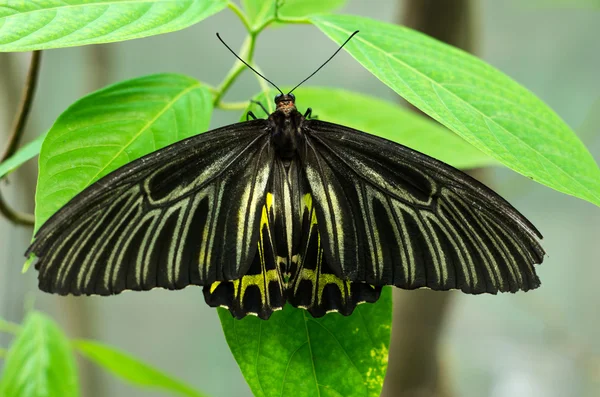 Motyl w ogrodzie — Zdjęcie stockowe