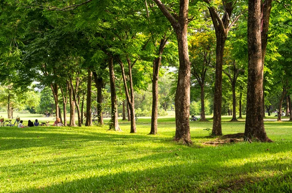 उबदार प्रकाश उद्यानात सुंदर झाड — स्टॉक फोटो, इमेज