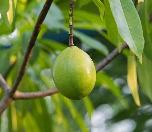 Un fruit de Cerbera oddloam sur l'arbre dans le parc — Photo