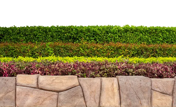 Quadro de fundo com planta multicolor e folha e pedra isolat — Fotografia de Stock