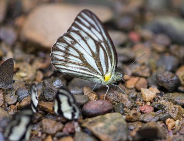 başka bir tür kelebek ile yere güzel kelebek