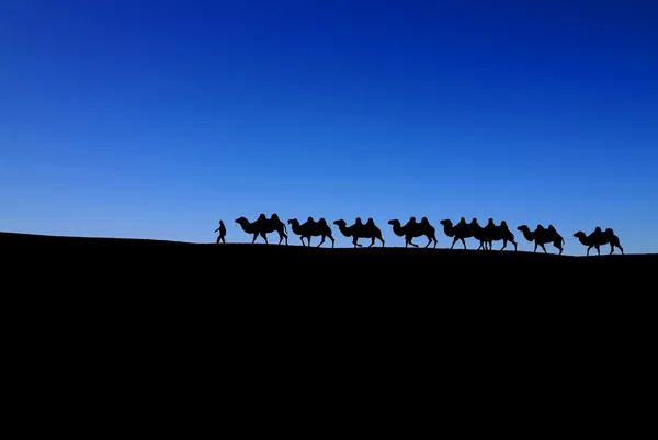 Camel caravan on blue sky — Stock Photo, Image