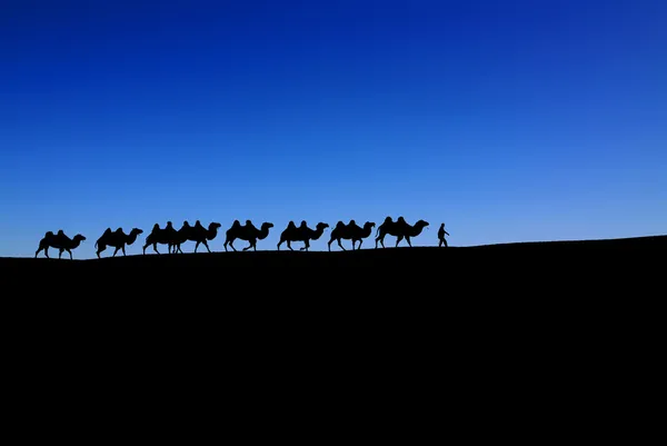 Kamel karavan på blå himmel — Stockfoto