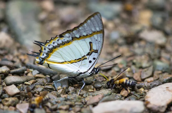 Beautiful butterfly on the ground with bee in the forest — Stock Photo, Image