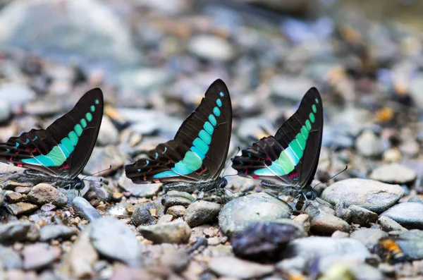 Tres mariposas del mismo tipo en el suelo en el bosque — Foto de Stock