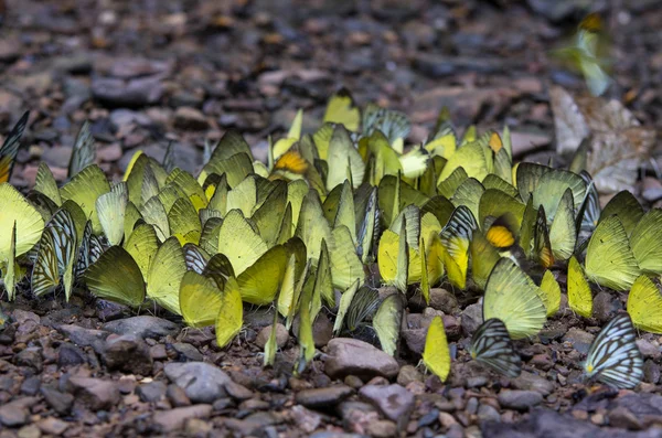 Muchas mariposas amarillas en el suelo en el bosque —  Fotos de Stock