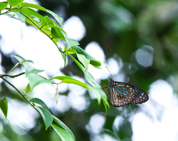 Uma borboleta na folha com fundo bokeh — Fotografia de Stock