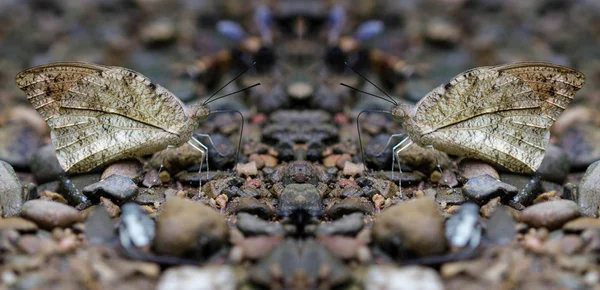 A kind of butterfly on the ground with reflection in the forest — Stock Photo, Image