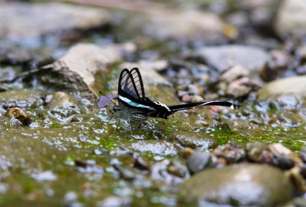 Borboleta bonita em fluxo na floresta (Dragontail verde ) — Fotografia de Stock