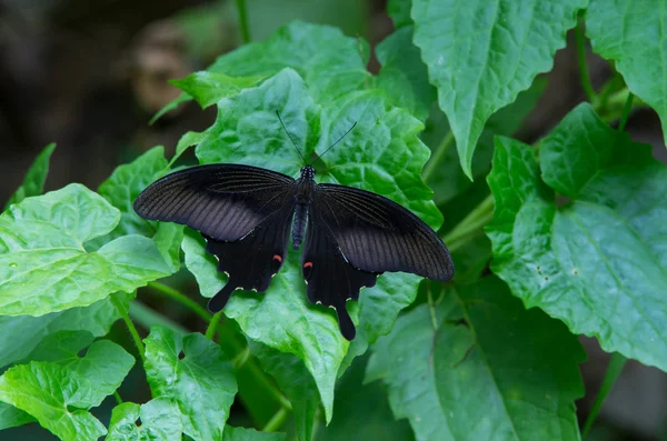 Un papillon ailé sur la feuille — Photo