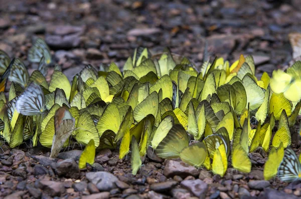 Veel gele vlinder op de grond in het forest — Stockfoto