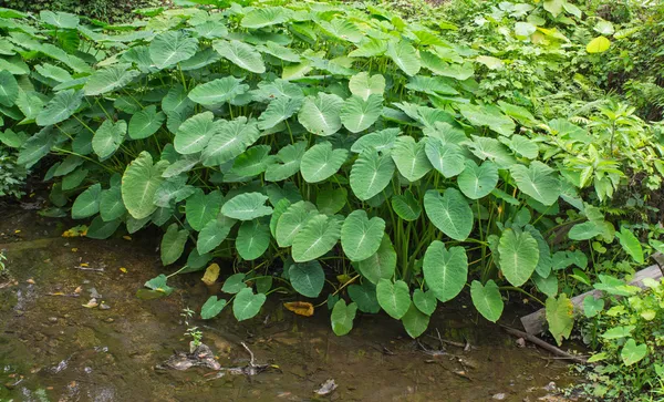 Tanaman Taro tumbuh di sungai — Stok Foto