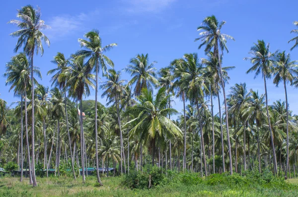 Coconut plantation with blue sky — Stok fotoğraf