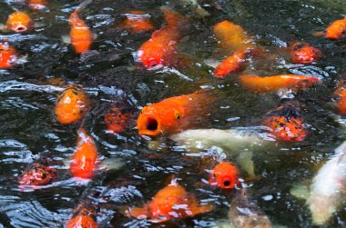 koi pond balık Balık yüzmek kadar yakın