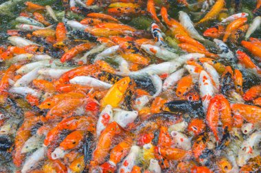 birçok koi balık gölet üzerinde yüzmek