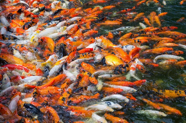 Muchos peces Koi nadan en el estanque —  Fotos de Stock