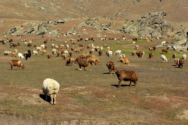 Många getter på ängen på berget bakgrund — Stockfoto