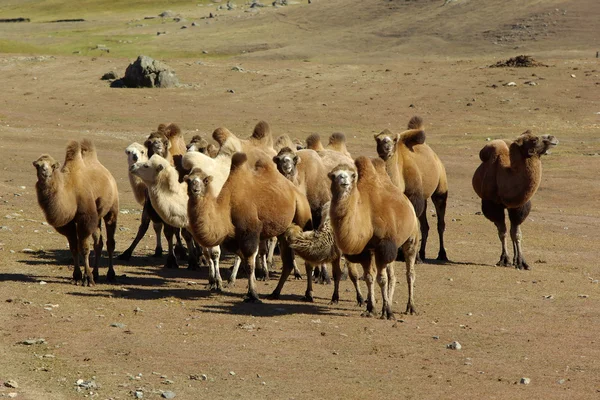 Караван на верблюдах на лугу — стоковое фото