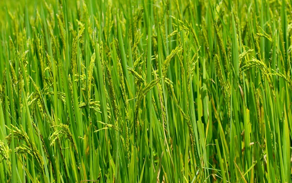 Risaia campo, sfondo naturale — Foto Stock