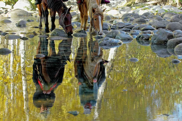 Reflektion av hästar dricka — Stockfoto
