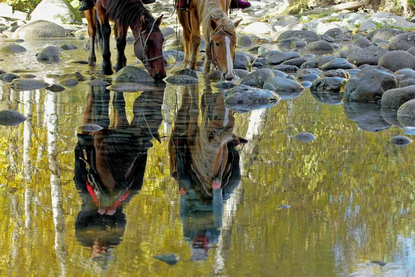 Weerspiegeling van paarden drinken — Stockfoto