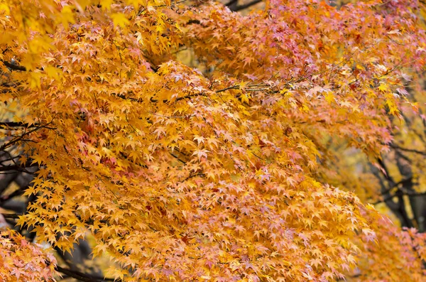 Beaucoup de feuilles d'érable d'automne sur l'arbre — Photo