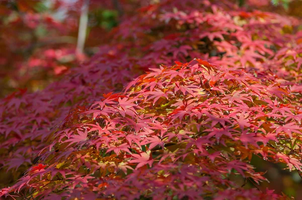 Um monte de folhas de outono de bordo vermelho na árvore — Fotografia de Stock