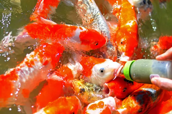 Alimentação de peixes koi por garrafa de leite nos grandes lagos de peixe — Fotografia de Stock