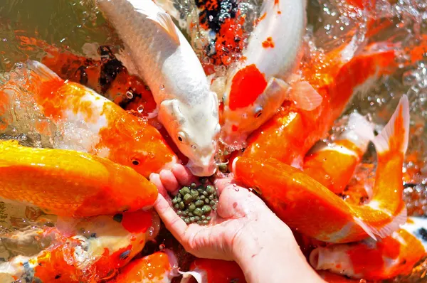 Alimentación a muchos peces koi a mano en los grandes estanques de peces — Foto de Stock