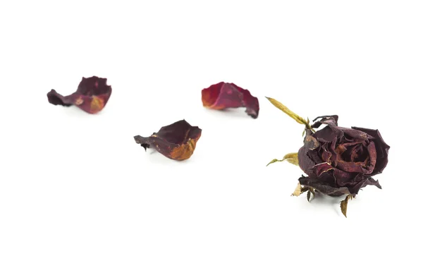 Сушеная красная роза и лист на белом фоне — стоковое фото