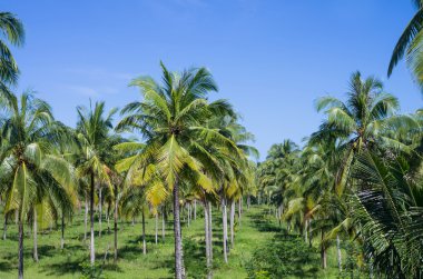 tropik avuç içi arka plan, Tayland