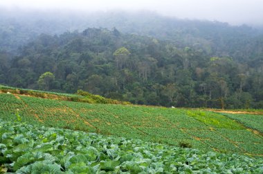 lahana alan dağ ve sis geçmişi olan gruptaki