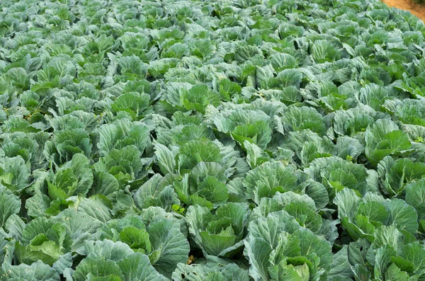 Cabbage field in the farm — Stock Photo, Image