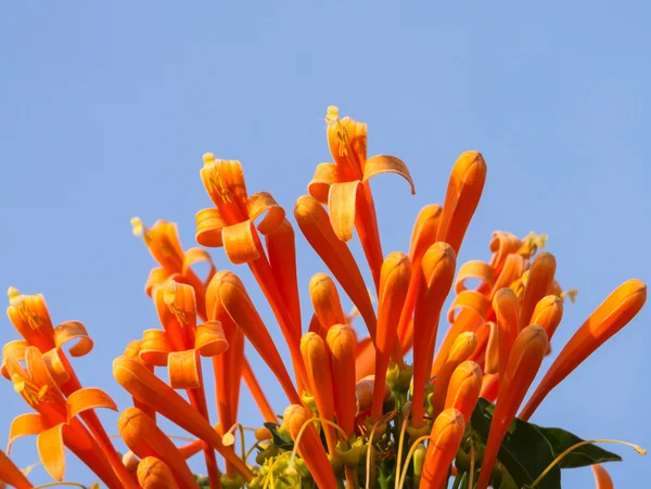 Trompeta naranja sobre fondo azul cielo, Pyrostegia Venusta —  Fotos de Stock