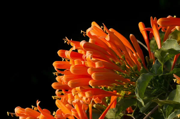 Trompeta naranja sobre fondo negro, Pyrostegia Venusta —  Fotos de Stock
