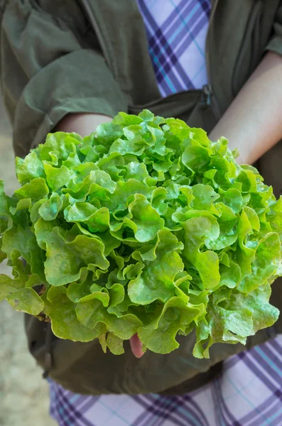 야채 샐러드에 대 한 반면에 농장에서 유기농 녹색 오크 — 스톡 사진