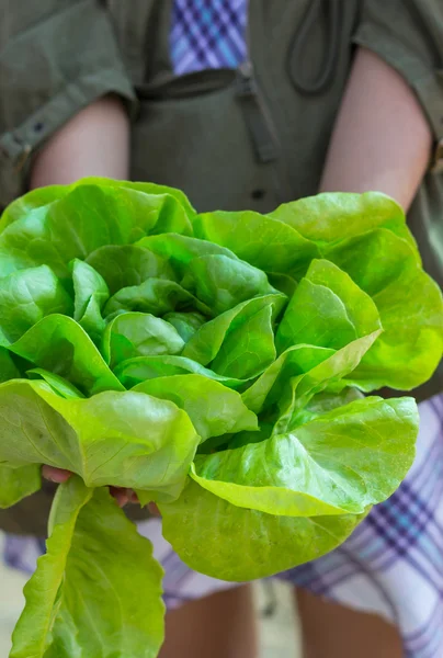 Organic vegetables on hand — Stock Photo, Image