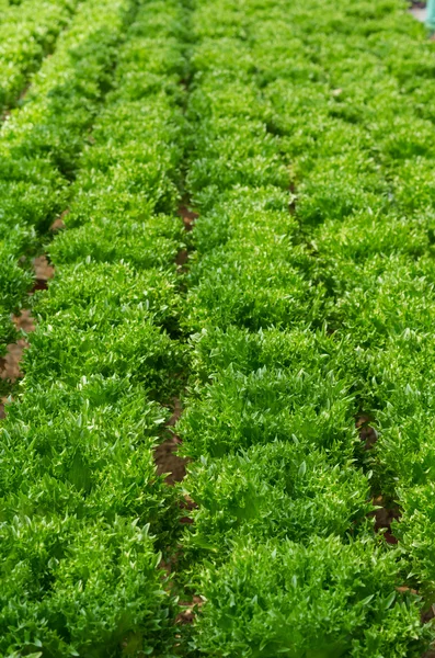 Vegetais hidropônicos na fazenda — Fotografia de Stock