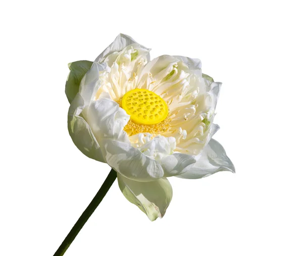 Цветок лотоса на белом фоне — стоковое фото