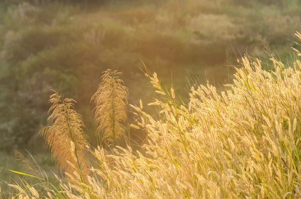 Krásný reed květinové pozadí s teplým světlem — Stock fotografie