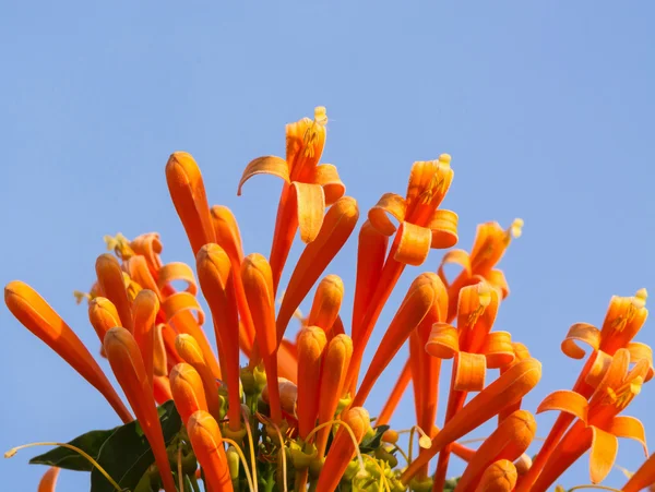 Trompeta naranja sobre fondo azul cielo, Pyrostegia Venusta —  Fotos de Stock