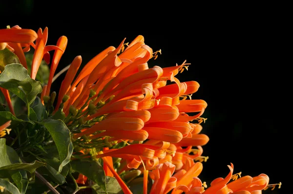 Trompeta naranja sobre fondo negro, Pyrostegia Venusta —  Fotos de Stock