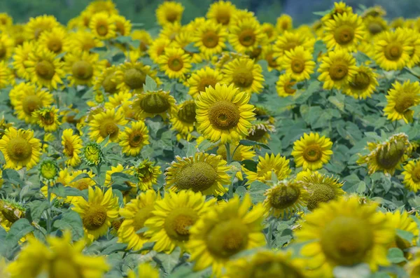 Sunflower field — Stock Photo, Image