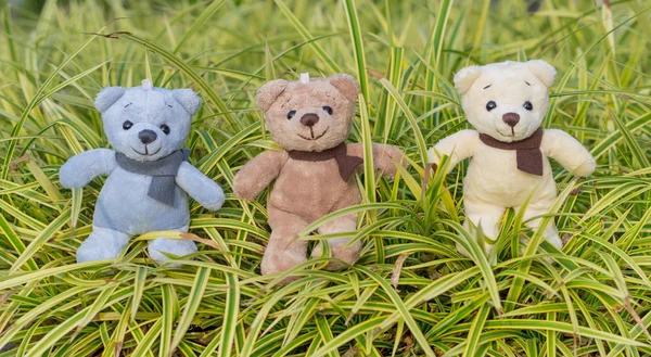 TEDDY BEAR three color with scarf on ornamental plants — Stock Photo, Image
