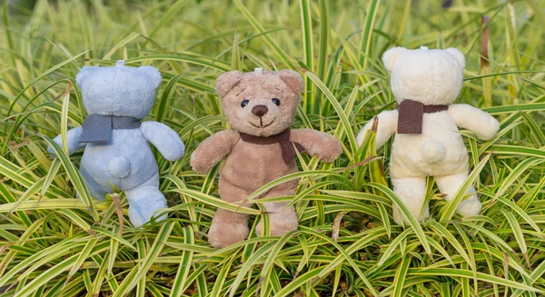 TEDDY BEAR três cores com cachecol em plantas ornamentais — Fotografia de Stock