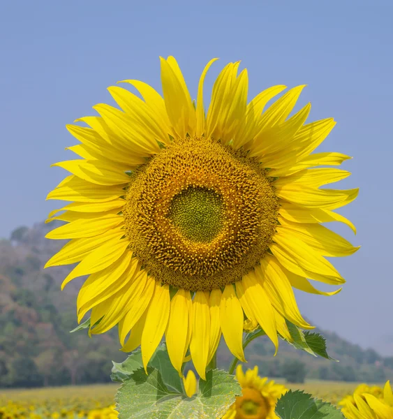 Girasol sobre el fondo azul del cielo —  Fotos de Stock