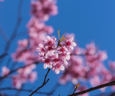 üzerinde mavi gökyüzü güzel pembe sakura